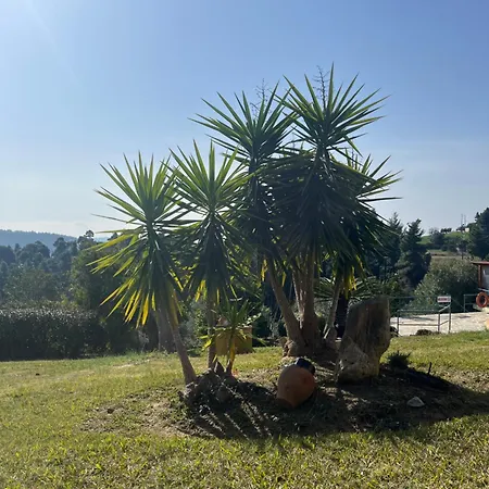 Cultura Elani Halkidiki Hébergement de vacances Siviri